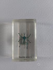 Tonchio Azzurro sotto resina 