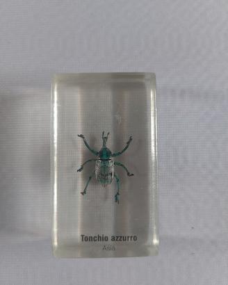 Tonchio Azzurro sotto resina 