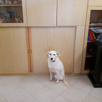 Cane meticcio tra Maremmanno e labrador