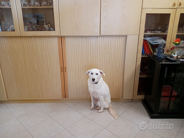 Cane meticcio tra Maremmanno e labrador