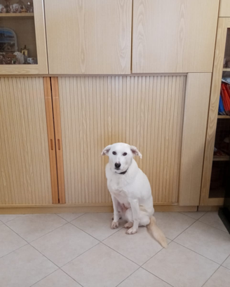 Cane meticcio tra Maremmanno e labrador