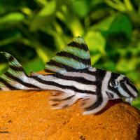 Hypancistrus zebra l46 - discus loricaridi