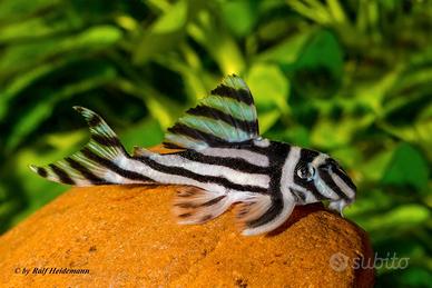 Hypancistrus zebra l46 - discus loricaridi