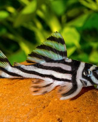 Hypancistrus zebra l46 - discus loricaridi
