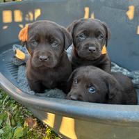 Cuccioli Labrador chocolate