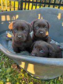 Cuccioli Labrador chocolate