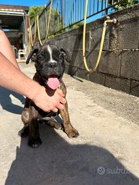 Cane boxer