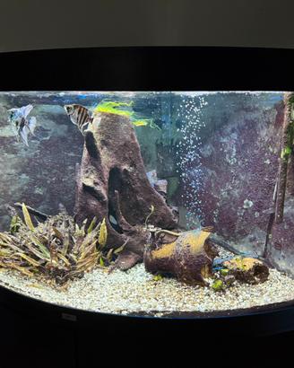 Acquario Juwel trigon 350lt Angolare