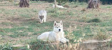 Siberian husky