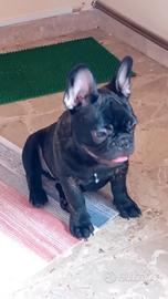Cucciolo bulldog francese