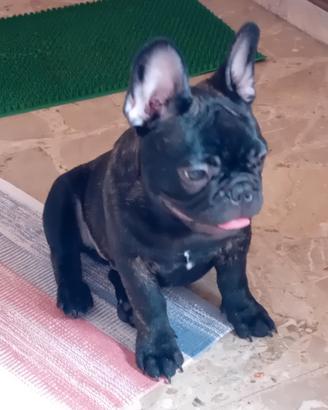 Cucciolo bulldog francese