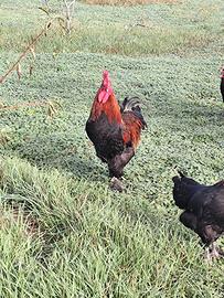 Pulcini di gallina Marans e quaglie