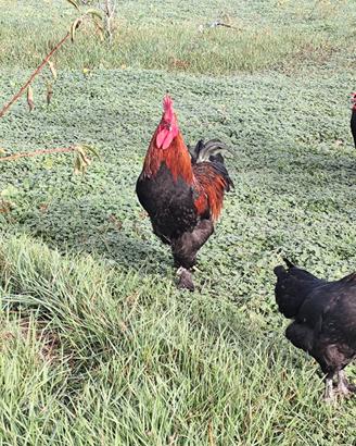 Pulcini di gallina Marans e quaglie