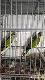 Coppia riproduttrice di parrocchetto Monaco