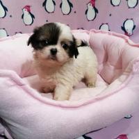 Tibetan Spaniel cuccioli