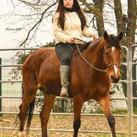 Cavallo