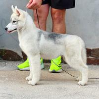 Cucciolo di siberian husky