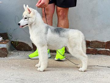 Cucciolo di siberian husky