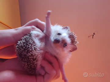 Riccio africano di 3 anni