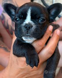 Bulldog francese