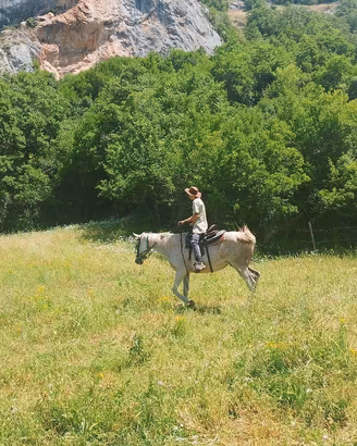 cavalla P.S.I. del 2005