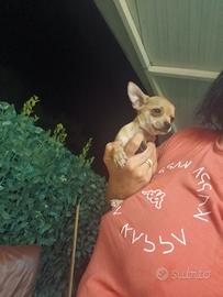 Chihuahua mini toy maschietti ultimi 2