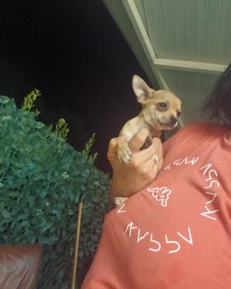 Chihuahua mini toy maschietti ultimi 2