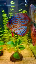  DISCUS 