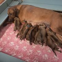 Rhodesian Ridgeback cuccioli