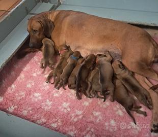 Rhodesian Ridgeback cuccioli