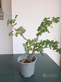 Prebonsai Acero Campestre - Materiale selezionato 
