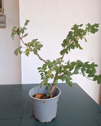 Prebonsai Acero Campestre - Materiale selezionato 
