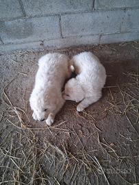 Cuccioli pastore maremmano
