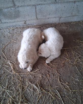 Cuccioli pastore maremmano