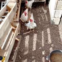 Tre livornesi ovaiole