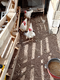 Tre livornesi ovaiole