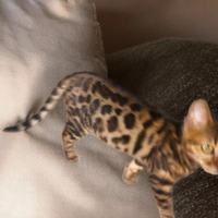 Cuccioli gatto Bengala