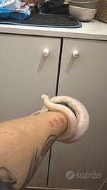 Elaphe guttata, serpente del grano