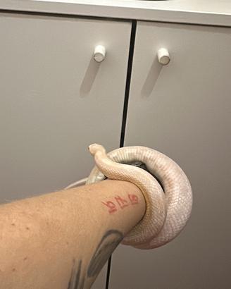 Elaphe guttata, serpente del grano