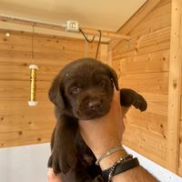 Cuccioli Labrador Retriver