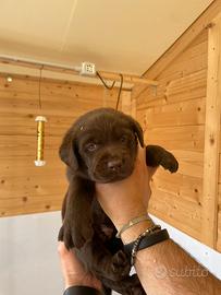 Cuccioli Labrador Retriver