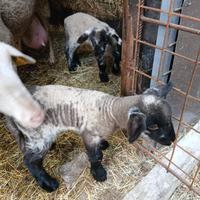 Pecore agnelli lacaune suffolk