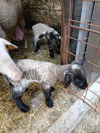 Pecore agnelli lucane suffolk