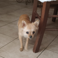 Chihuahua