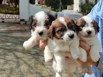 Cuccioli jack russell ruvido