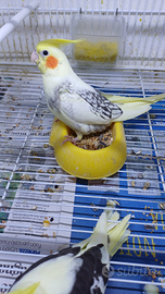 Calopsite allevate a mano