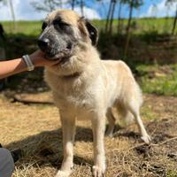 Cagnolina di 3 anni mix pastore Caucaso/maremmano