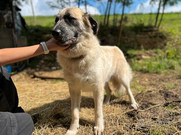 Cagnolina di 3 anni mix pastore Caucaso/maremmano