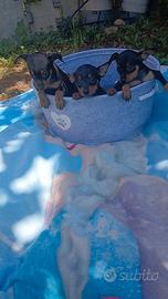 Pinscher Toy