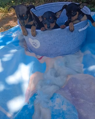 Pinscher Toy